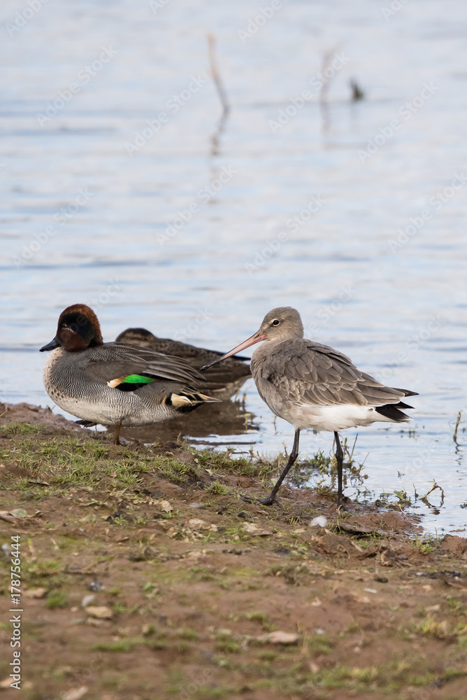 Bar-tailed Godwit, Limosa lapponica Bar-tailed Godwit, Limosa lapponica