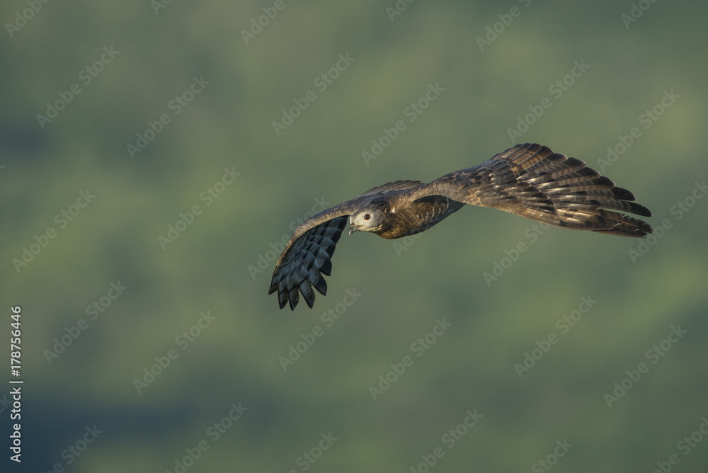Fototapeta premium Oriental Honey-Bazzard flying on green background