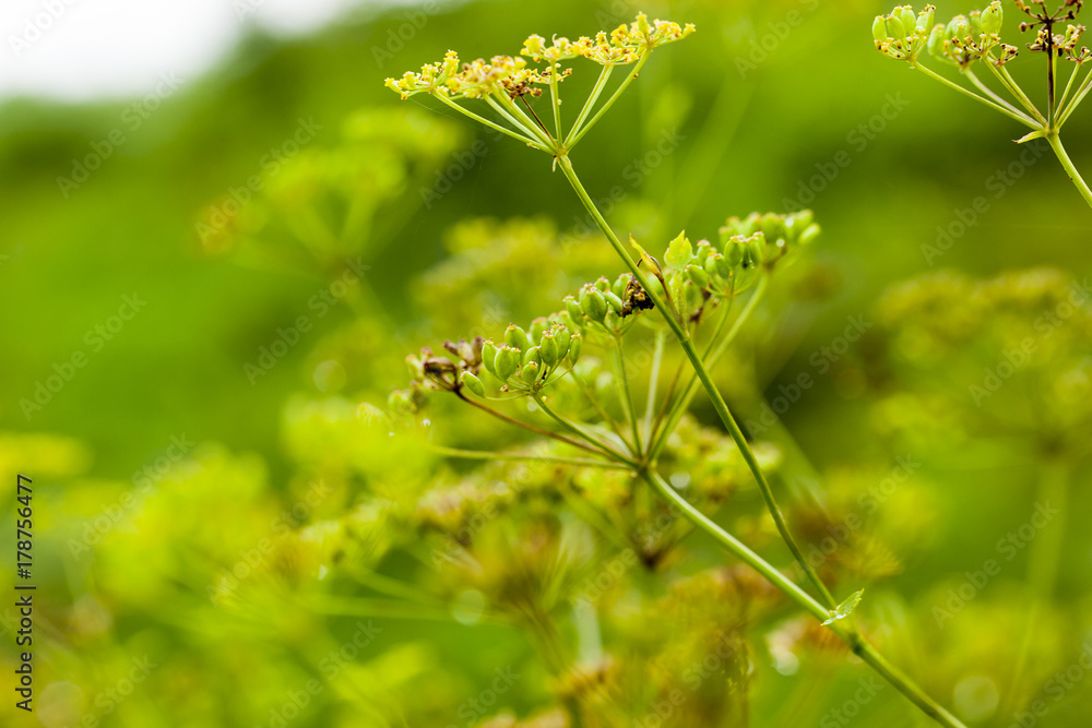 Bright dill flower