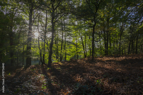 Herbstwald © AnnaReinert
