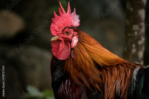 Fotografia close up head of red jungle fowl against blur background