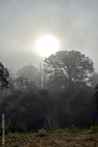 San Diego's famous Balboa park and its beautiful vegetation during the morning haze  the daily marine layer coming in from the Pacific Ocean settles over trees and grass © Alicia