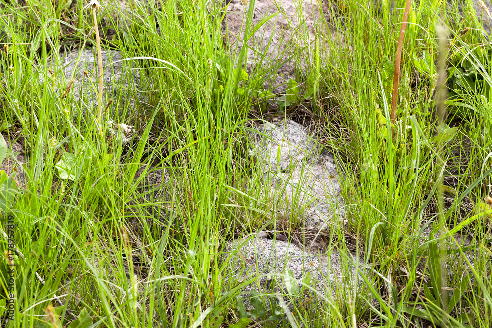 Green grass and cobblestones Green grass and cobblestones