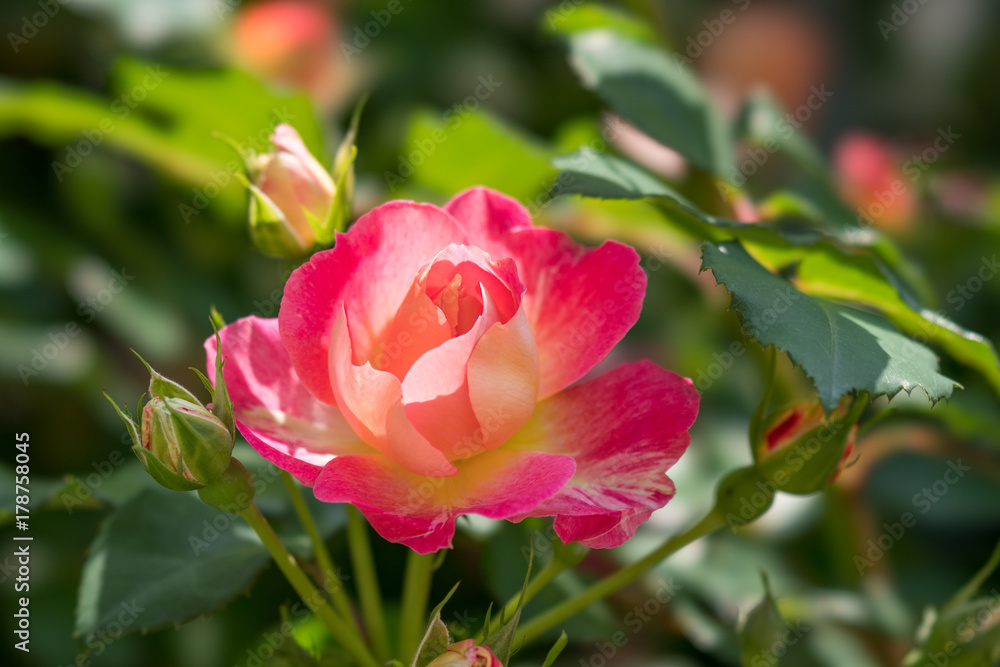 赤い薔薇の花 赤い薔薇の花