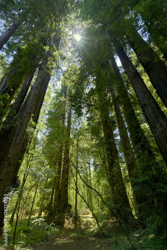 the majestic trees of the Sequoia forest near Santa Cruz, California; the sheer size of these Sequoia trees is humbling and awe-inspiring