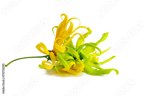 Ylang ylang flower isolated on white background © หอมกลิ่น กล้วยไม้