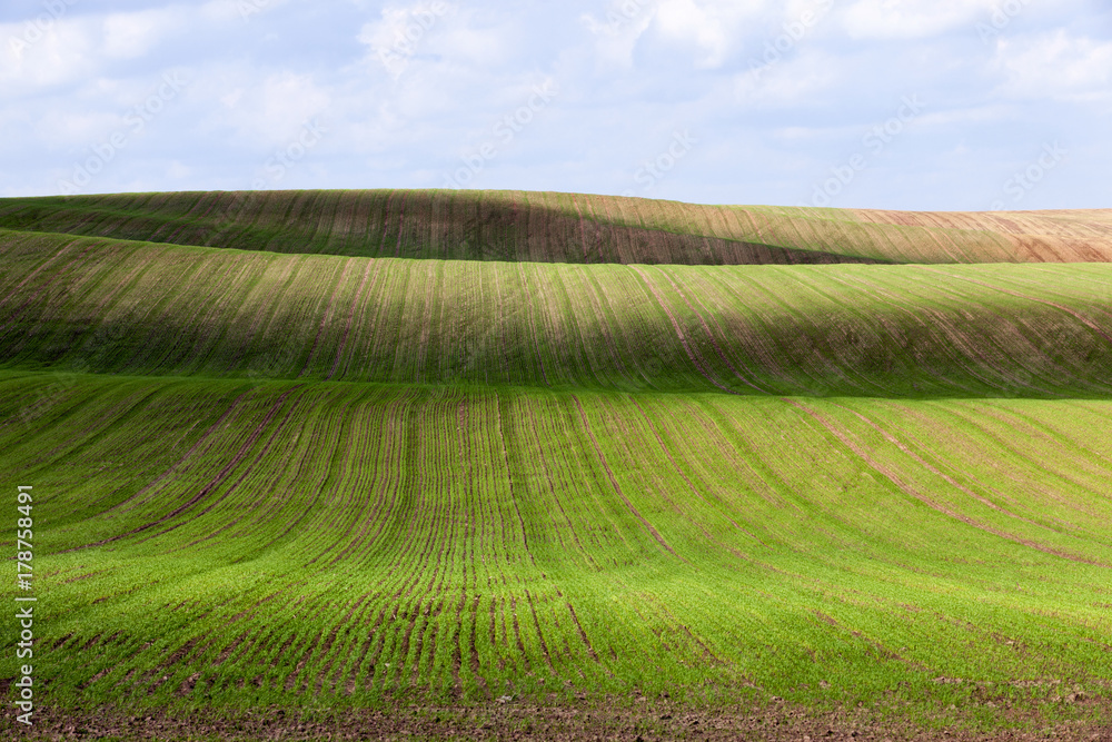 field wheat field wheat