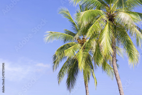Coconut palm tree on sky background  Low Angle View.