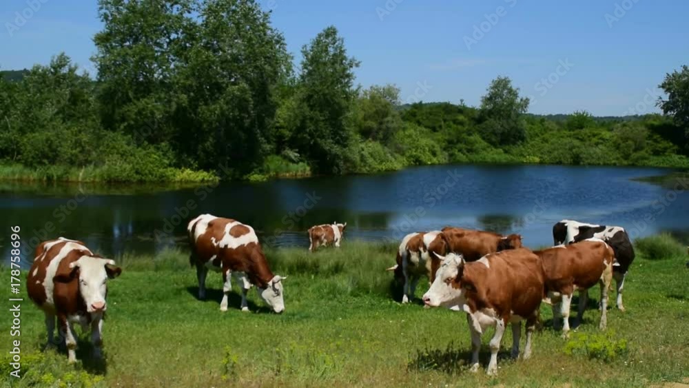 herd of brown and white cows grazing near the water on a sunny day herd of brown and white cows grazing near the water on a sunny day