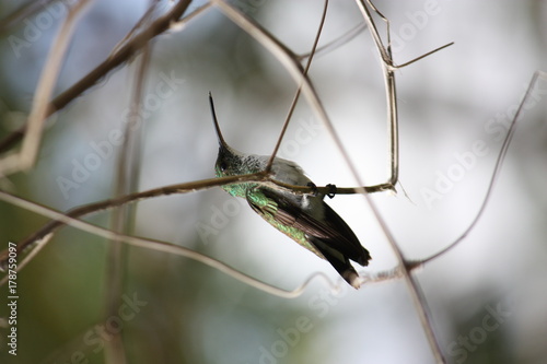 Colibri perch    Guyane fran  aise