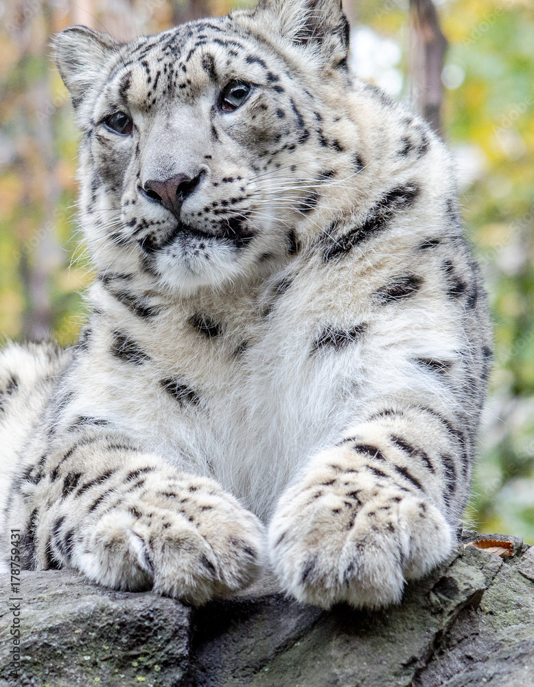 Closeup of the Head, Chest, and Paws on a Sitting Snow Leopard Closeup of the Head, Chest, and Paws on a Sitting Snow Leopard