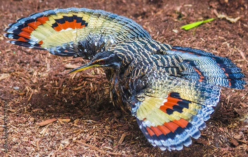 Vivid Orange, Yellow, and Blue  Plumage on a Full Wing Spread Courtship Display on a Sunbittern