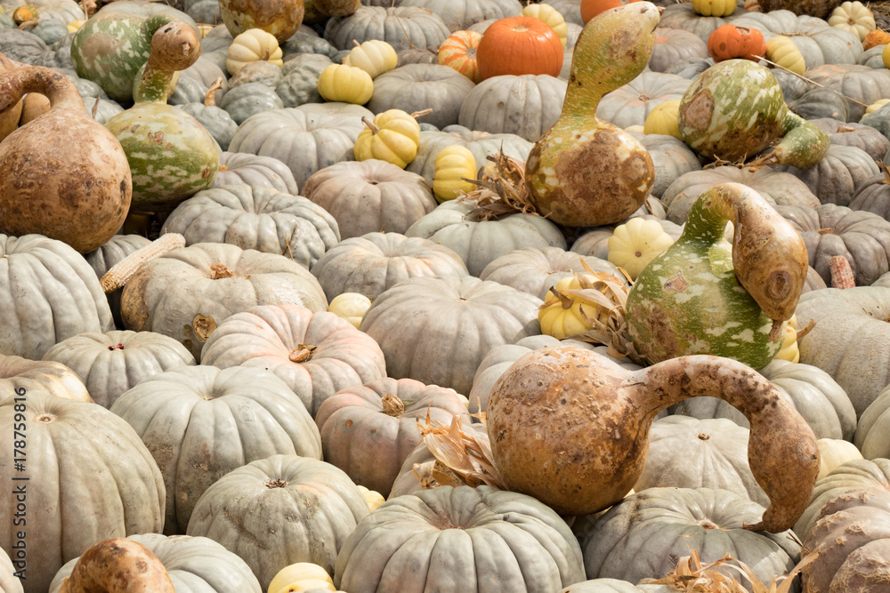 Pumpkins, gourds, and everything Fall Pumpkins, gourds, and everything Fall