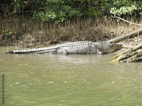 A Crocodile on the Edge of the Water in Cairns, Queensland, Australia