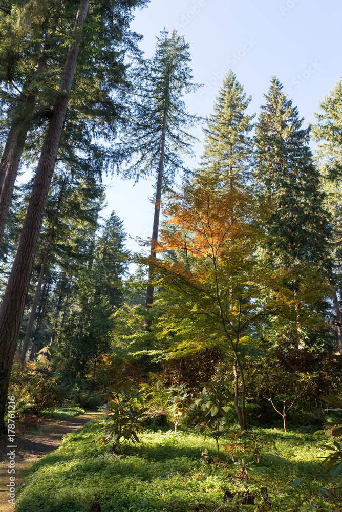 Obraz premium Fall Colors