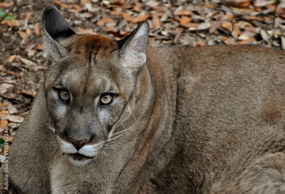 Uluru Persona Ciudad An endangered Florida Panther (Puma concolor coryi or Puma concolor couguar)  in a Florida forest. Also called a cougar, puma, and mountain lion. Stock  Photo | Adobe Stock