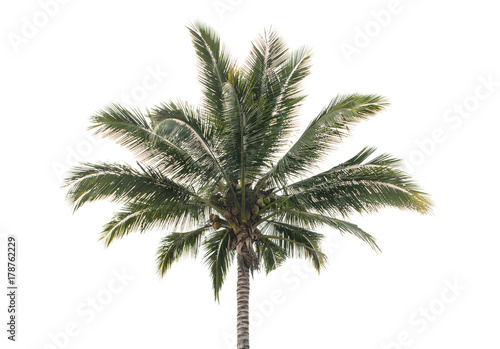 Palm coconut the garden isolated on white background