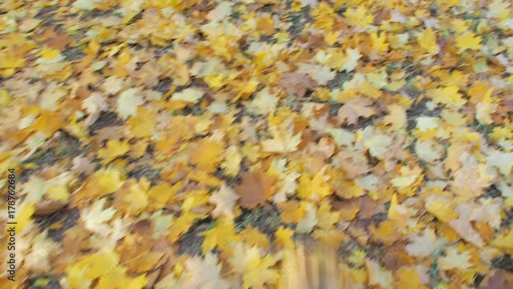 Feet of a man in autumn leaves. Walking feet on yellow leaves. Feet of a man in autumn leaves. Walking feet on yellow leaves.