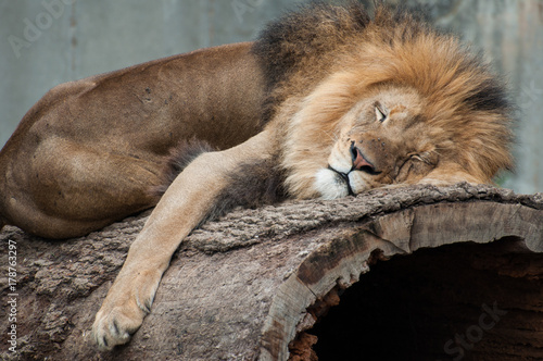 Canvas Print Lion Sleeping Close Up