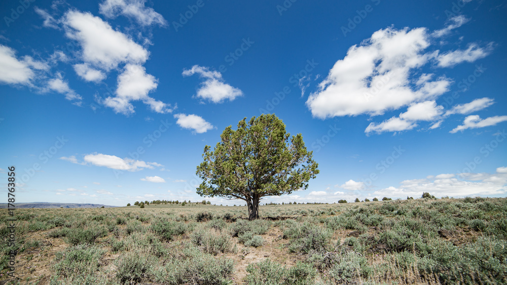 Lone juniper tree speaks of innovation and new landscapes Lone juniper tree speaks of innovation and new landscapes