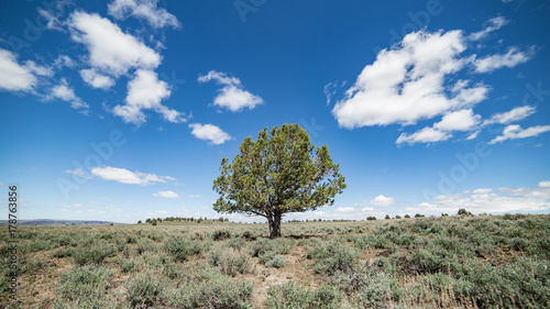Lone juniper tree speaks of innovation and new landscapes