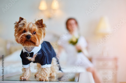 Terrier dressed as a groom in the bedroom of the bride. Bride with bouquet and white gown