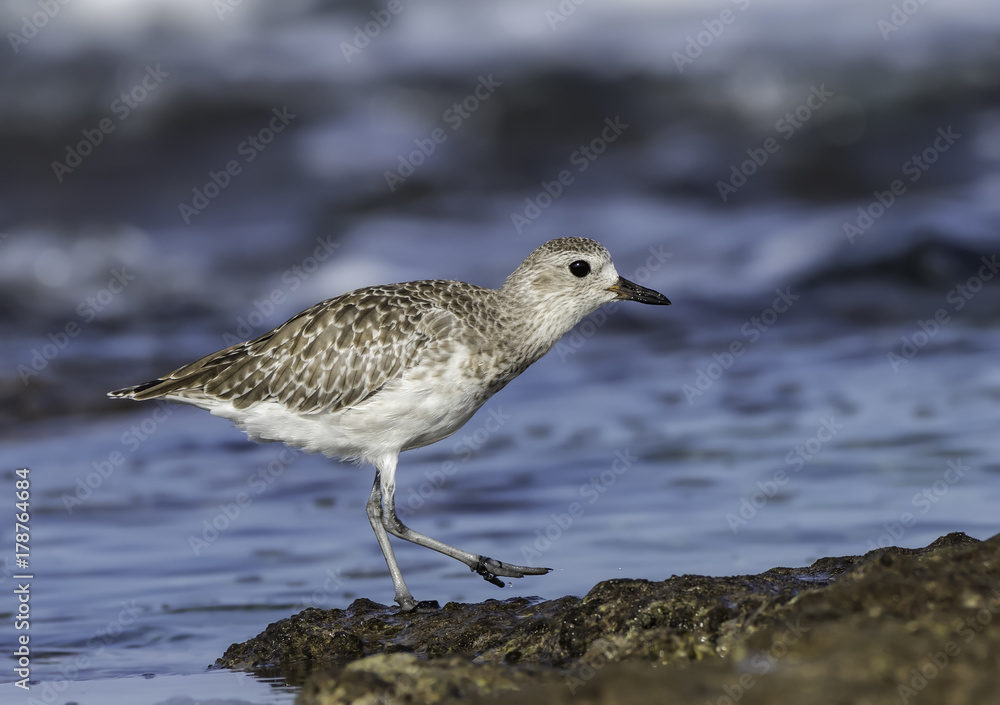 Grey Plover Foraging on Sea Shore Grey Plover Foraging on Sea Shore