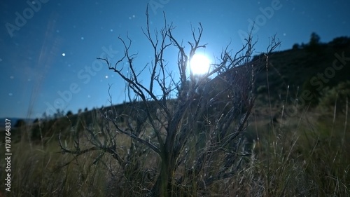 Quadro em tela Bokeh stars and dead bush zoom blue moonlit sky moonset to milky way
