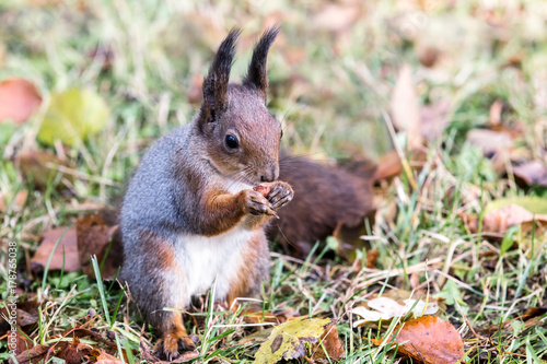 little red squirrel sitting on the ground with green grass and brown dry fall leaves