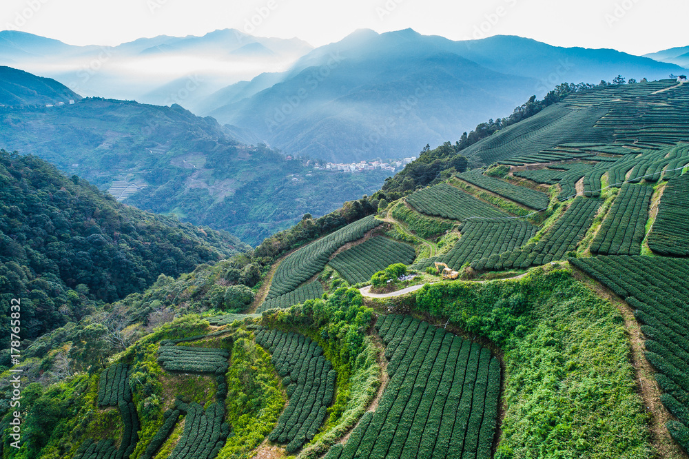 tea plantation in high mountains