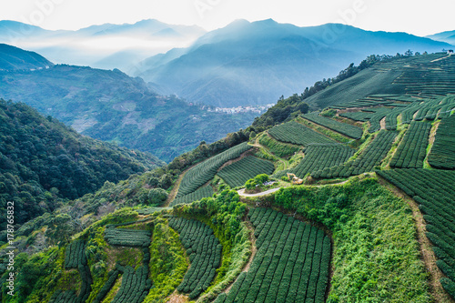 tea plantation in high mountains