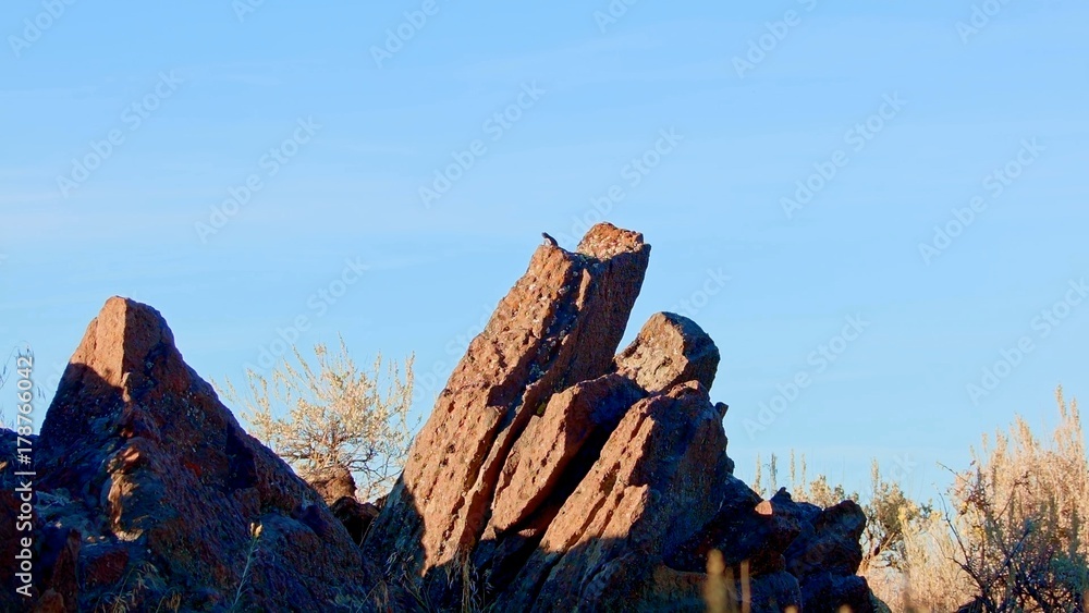 Desert lizard is king of rock Sagebrush Lizard Steens Mountain Near Malheur Wildlife Refuge 1