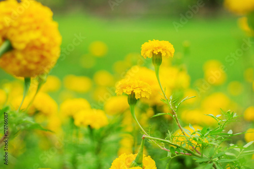 Yellow marigold of beauty.