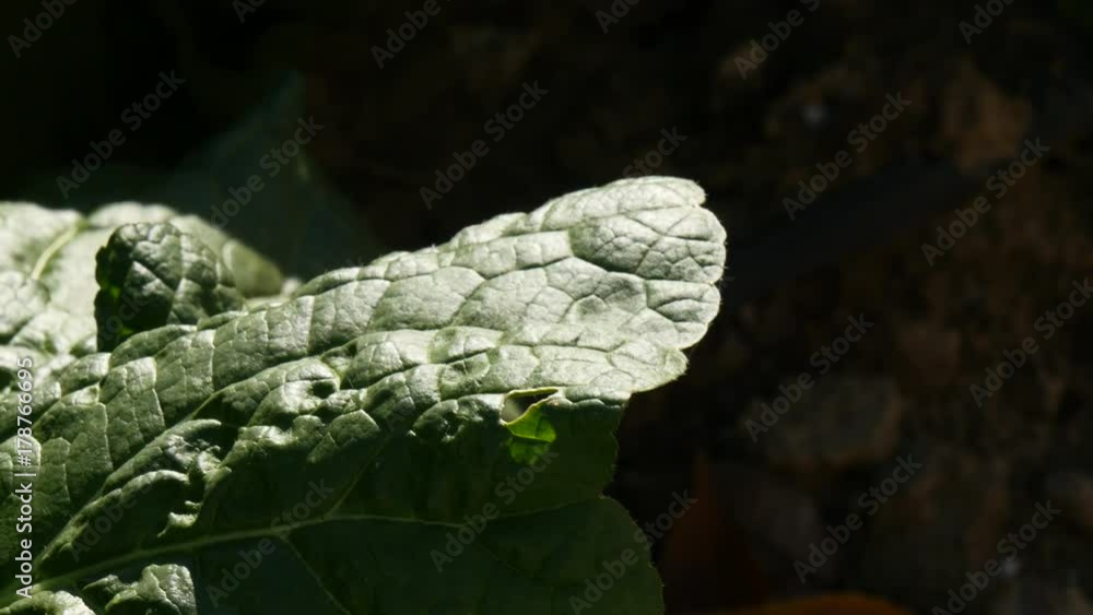 Abstract background chinese cabbage in field of South korea. Abstract background chinese cabbage in field of South korea.