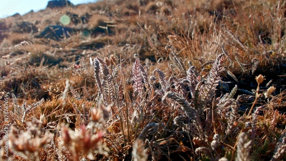 Macro fall flora 2 Summit Steens Mountain Near Malheur Wildlife Refuge 12 Macro fall flora 2 Summit Steens Mountain Near Malheur Wildlife Refuge 12