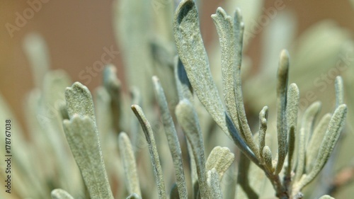 Macro detail of sagebrush leaves Spring Sutton Mountain John Day Great Basin High Desert Columbia Plateau photo