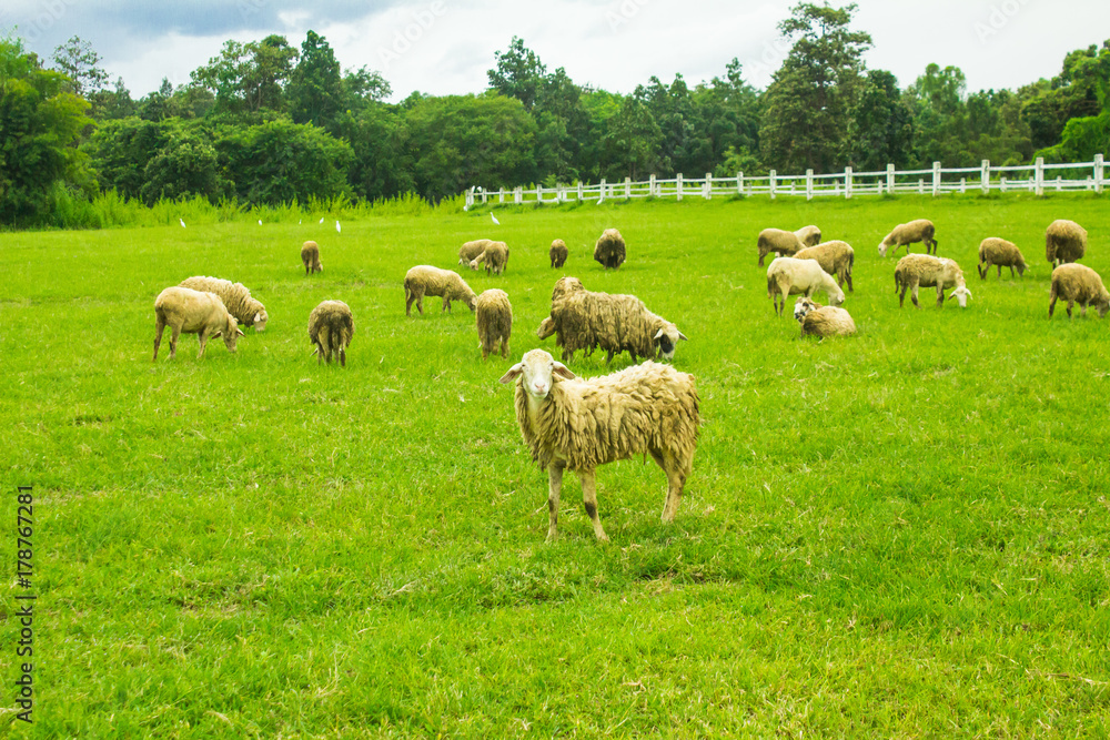 Obraz premium Sheep on grasslands.