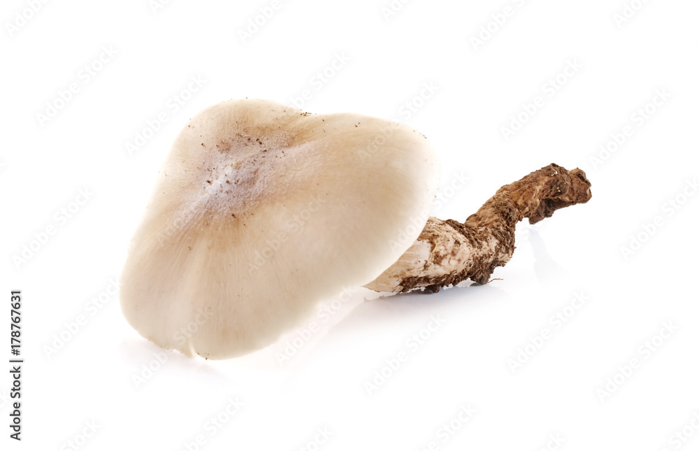 Fototapeta premium termite mushroom isolated on white background.