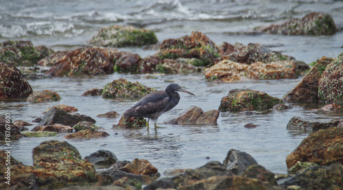 reef heron photo