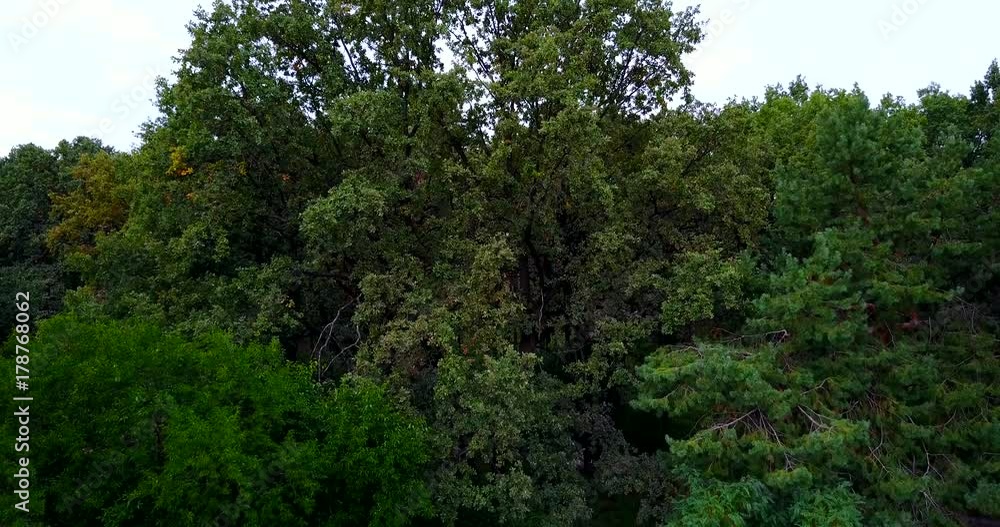 Green Tree in the forest, day, summer. Drone panorama Green Tree in the forest, day, summer. Drone panorama
