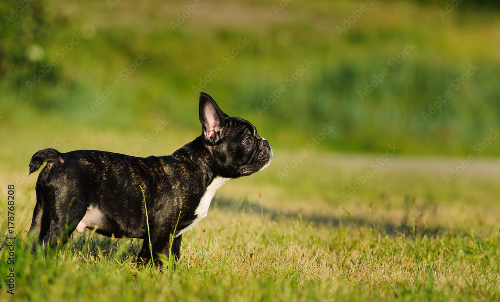 French Bulldog puppy outdoor portrait standing in field