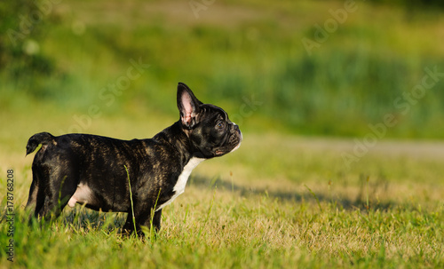 French Bulldog puppy outdoor portrait standing in field
