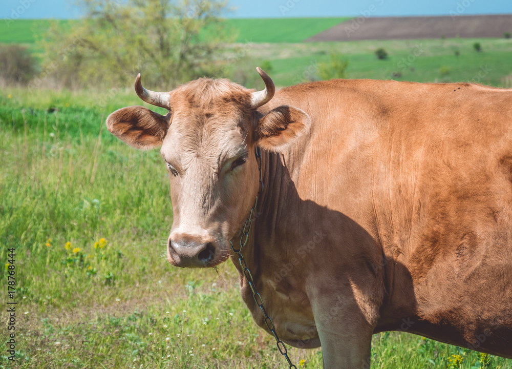 Thoughtful red cow in a bright spring meadow