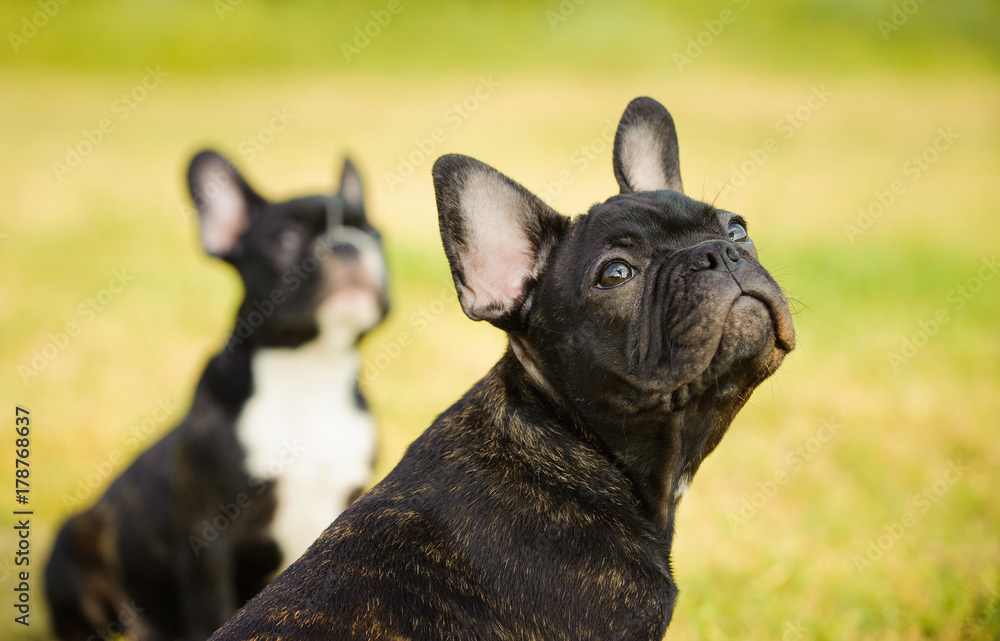 Two Brindle French Bulldog puppies outdoor portrait Two Brindle French Bulldog puppies outdoor portrait