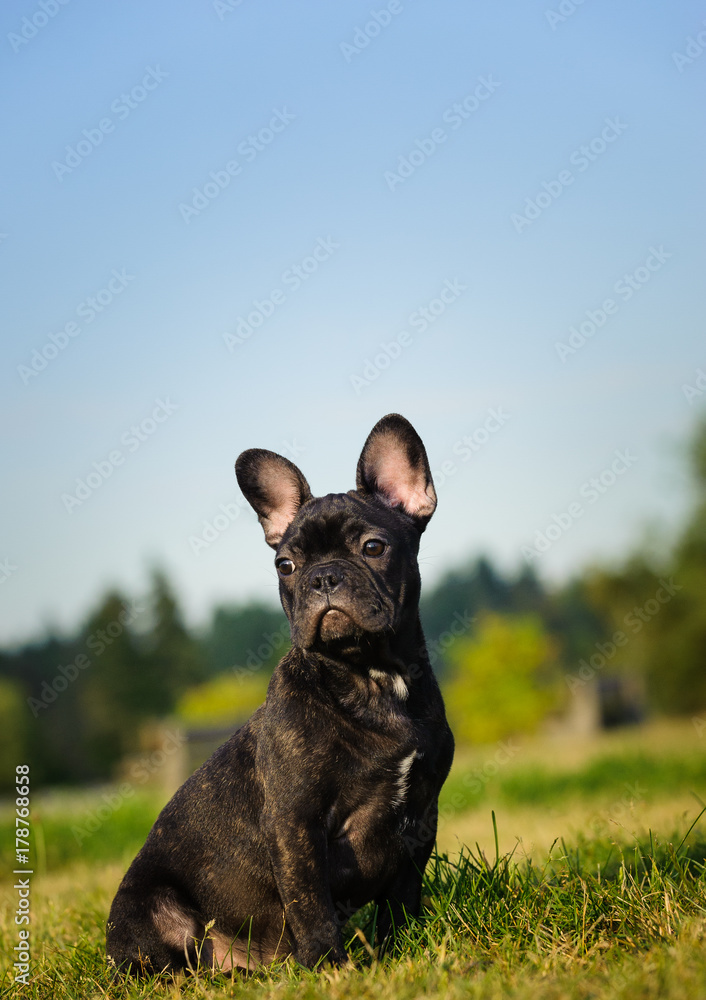 Brindle French Bulldog puppy outdoor portrait sitting in grassy field