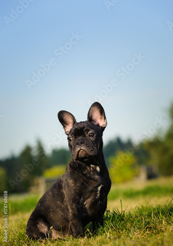 Brindle French Bulldog puppy outdoor portrait sitting in grassy field