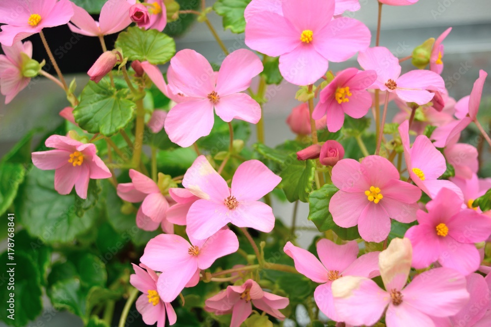 Fototapeta premium ベゴニア・ソコトラーナ ピンクの花
