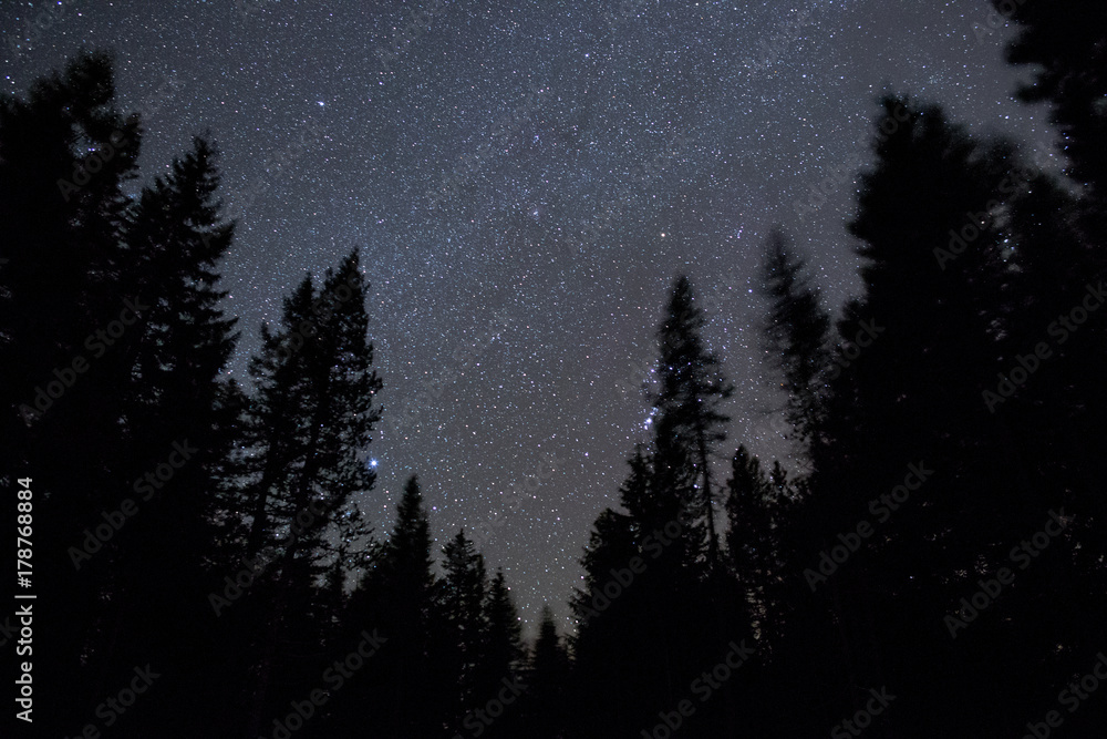 Fototapeta premium Dark sky forest and stars on Mt. Hood 1