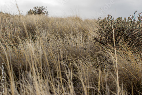Native Oregon Bunchgrass