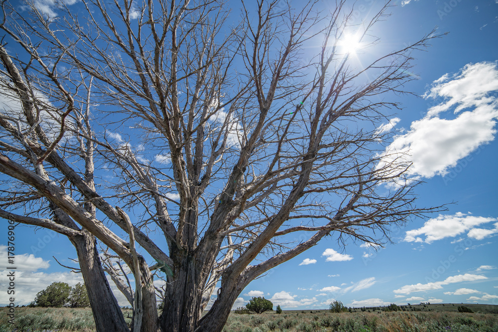 Hot desert sun kills tree during a drought - sign of a changing climate Hot desert sun kills tree during a drought - sign of a changing climate